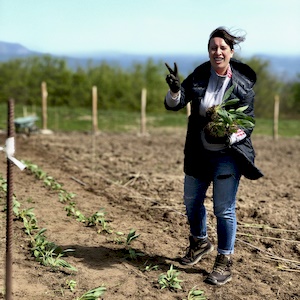 coltivazione di genziana ad alta quota Sottoterra in Abruzzo