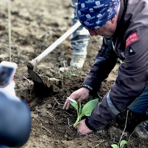 coltivazione di genziana ad alta quota Sottoterra in Abruzzo