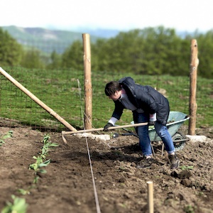 coltivazione di genziana ad alta quota Sottoterra in Abruzzo
