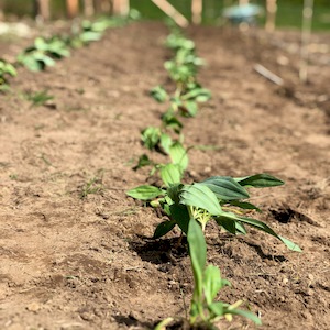 coltivazione di genziana ad alta quota Sottoterra in Abruzzo