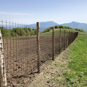 coltivazione di genziana ad alta quota Sottoterra in Abruzzo