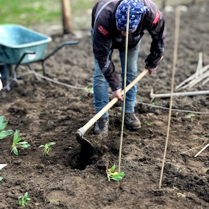 coltivazione di genziana ad alta quota Sottoterra in Abruzzo
