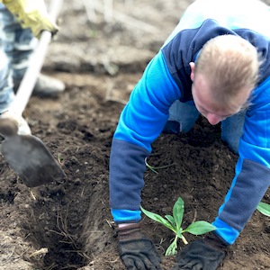 coltivazione di genziana ad alta quota Sottoterra in Abruzzo